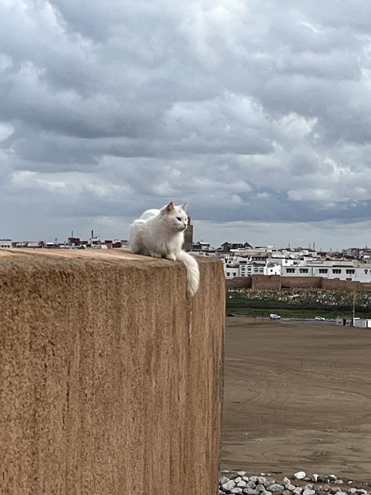 カスバの猫