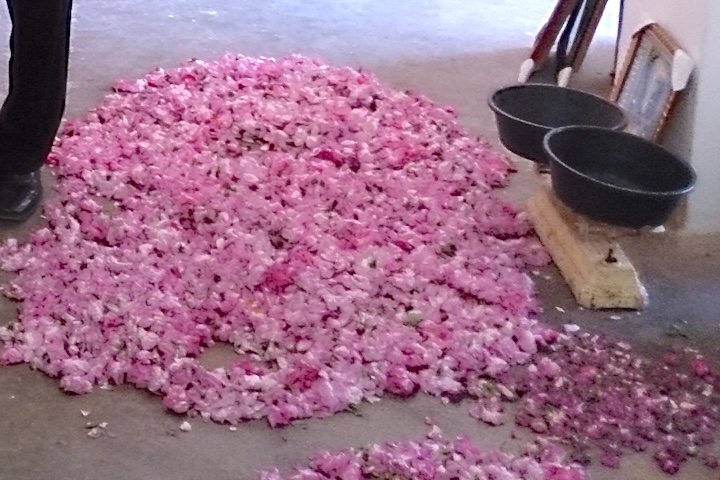 ダマスクローズの花びら